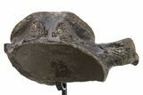 Fossil Mosasaur (Clidastes?) Vertebra w/ Metal Stand - Texas #316021-3